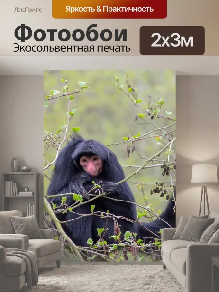 LotsPrints Фотообои "Обезьяна, млекопитающее, зоопарк" 2x3м