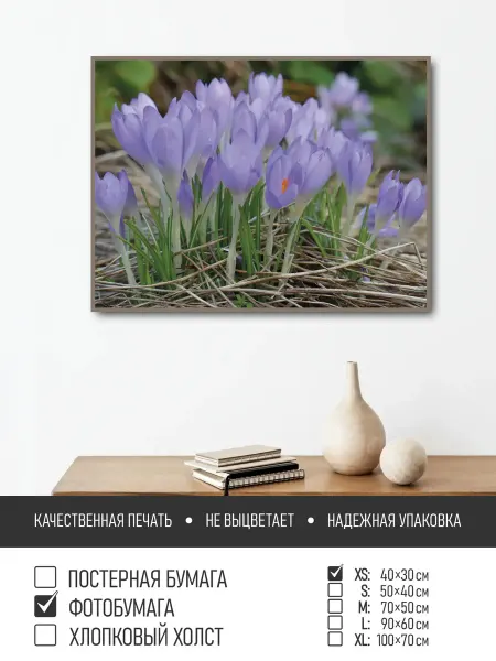 ПолиЦентр Постер на фотобумаге Крокусы, 40х30 см