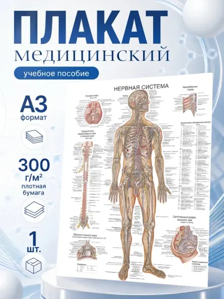 Полиграфия для тебя Плакат медицинский "Нервная система" А3