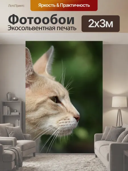 LotsPrints Фотообои "Кот, кошка породы, сиамский" 2x3м