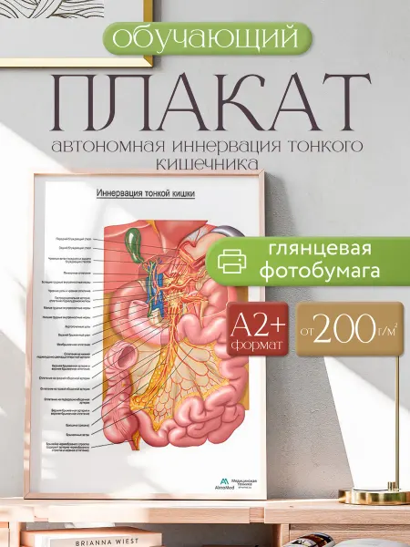 Альмамед Плакат "Автономная иннервация тонкого кишечника", размер А2+