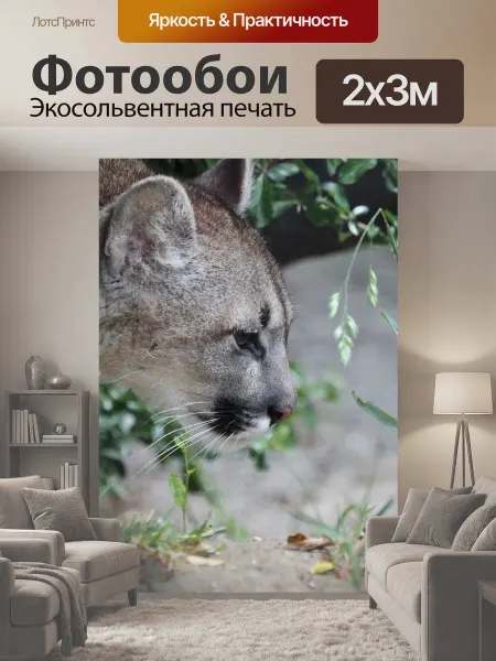 LotsPrints Фотообои "Пума, большой кот, животное" 2x3м