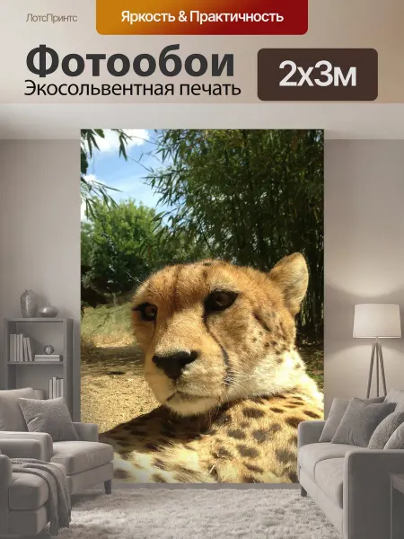 LotsPrints Фотообои "Гепард, животные, хищник" 2x3м