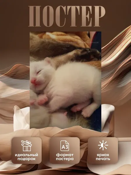 Boosty Постер плакат Милые котики kawaii А3