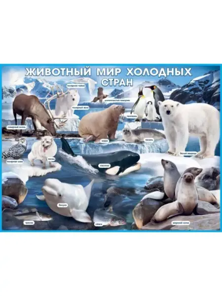 ФДА.card Плакат "Животный мир холодных стран"