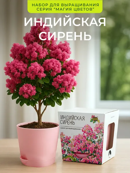 Индийская сирень Набор для выращивания от бренда "Магия цветов"