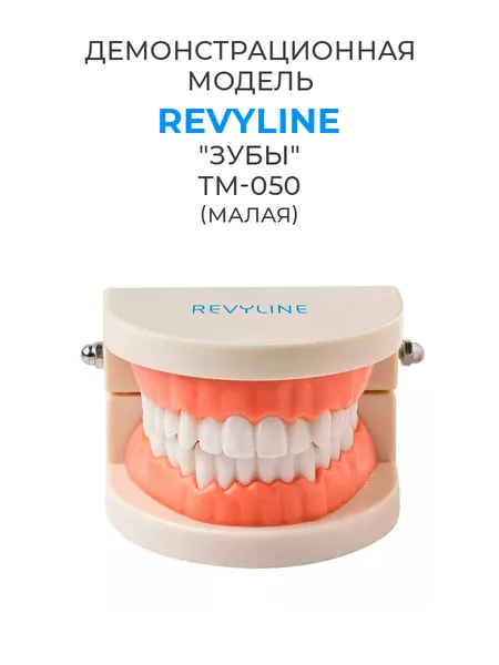 Демонстрационная модель Revyline "Зубы", стоматологический аксессуар, пластик, металл