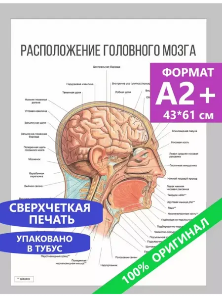 Постеры А2+ по анатомии расположение головного мозга · K&M Room