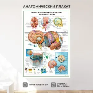 Обучающий медицинский плакат анатомия Строение головного мозга А1