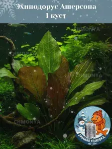 Аквариумное растение Эхинодорус Ашерсона , живое аквариумное растение
