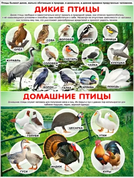 Палон Плакат "Дикие и домашние птицы"