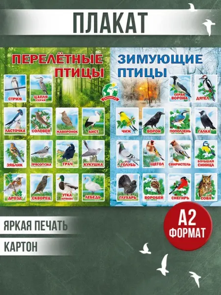 Плакат окружающий мир птицы обучающий детский в школу Posters X