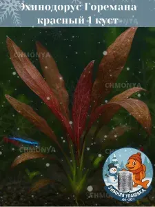 Аквариумное растение Эхинодорус Горемана красный (Echinodorus Horemana red) , живое аквариумное растение