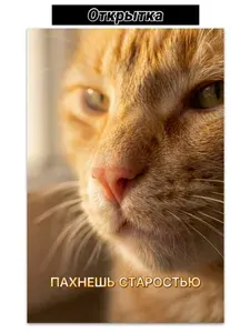 Открытка с днем рождения, поздравительная с котиком