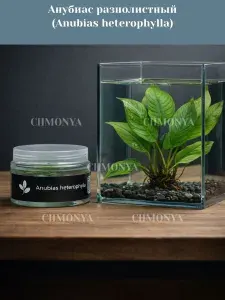 Меристемное растение Анубиас разнолистный (Anubias Heterophyla) живое аквариумное растение