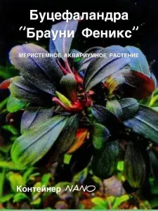 Меристемное аквариумное растение Буцефаланда "Брауни Феникс" (Bucephalandra sp. "Brownie Phoenix") NANO