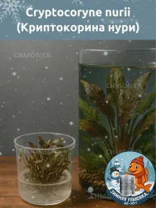 Меристемное растение "Криптокорина Нури" (Cryptocoryne Nurii) живое аквариумное растение