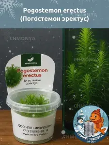 Меристемное растение "Погостемон Эректус" (Pogostemon erectus) , живое аквариумное растение