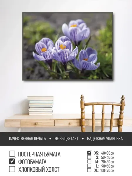 Постер на фотобумаге Нежные крокусы, 40х30 см ПолиЦентр