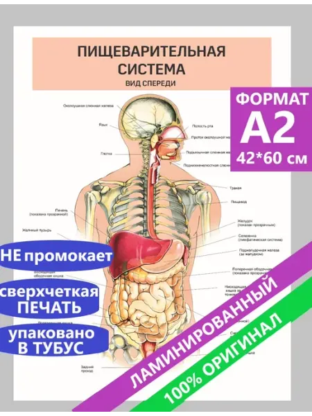 Постеры А2 по анатомии Пищеварительная система MAJIVVI HOME