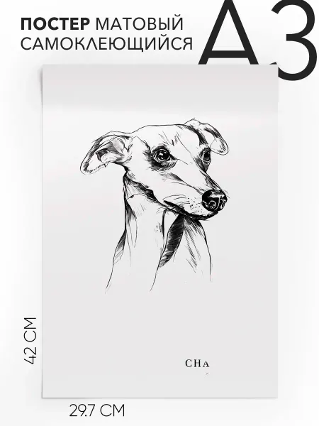 Постер с надписью Собаки - Whippet Dog А3