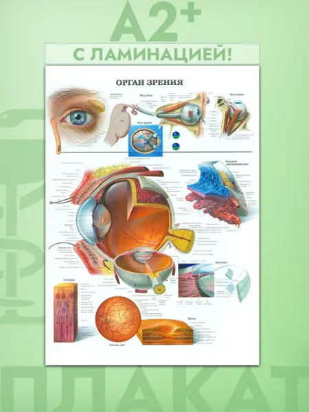 Постер А2 анатомия, орган зрения Pank.serg