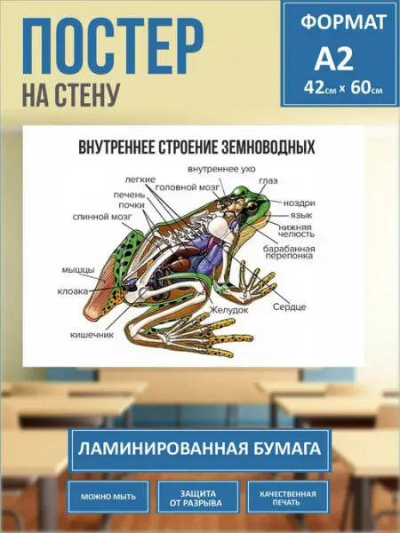 Внутреннее строение земноводных. Биология Pank.serg