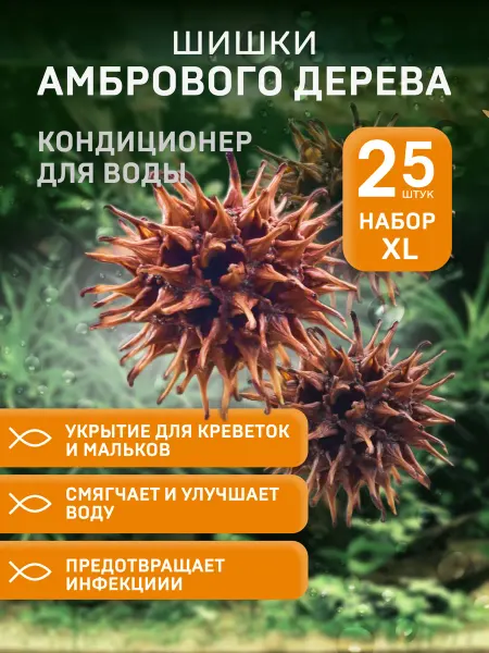 Ms.Dranica шишки амбрового дерева