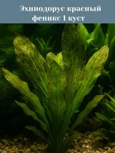 Аквариумное растение Эхинодорус Огненный феникс (Echinodorus fire phoenix) , живое аквариумное растение