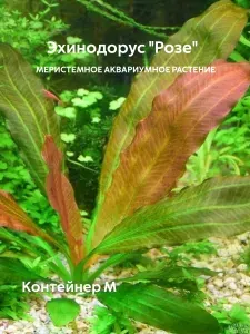 Меристемное аквариумное растение Эхинодорус "Розе" (Echinodorus "Rose"), M