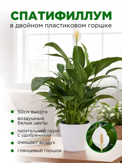 Спатифиллум женское счастье, с белыми цветами, в двойном пластиковом горшке