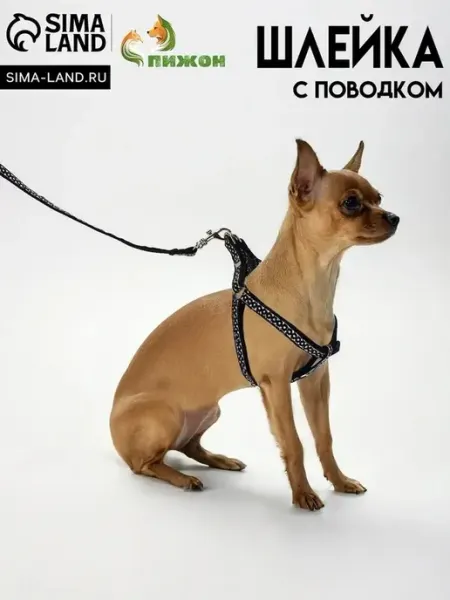 Комплект амуниции для собак с горошком