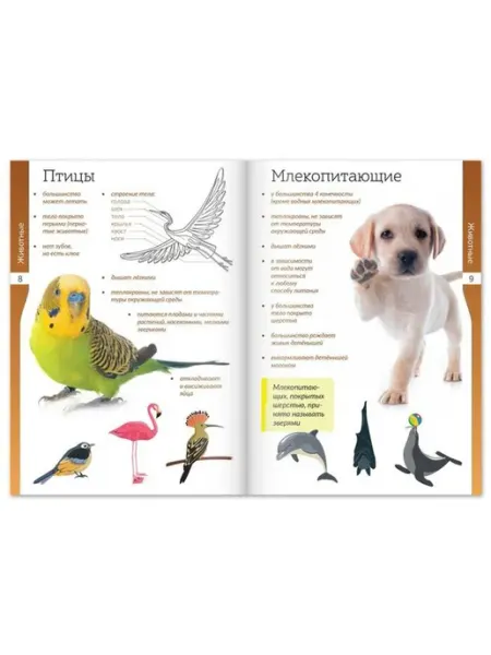 Книжки - шпаргалки «Мир природы и человека», набор 6 шт Prometei