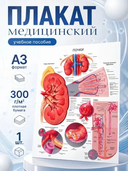 Плакат медицинский "Выделительная система" А3 Полиграфия для тебя