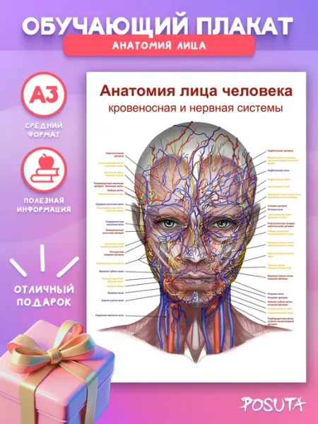 Постер на стену интерьерный анатомия человека posuta