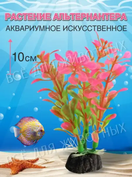 Растение для аквариума. Декоративные розовые водоросли LAGUNA