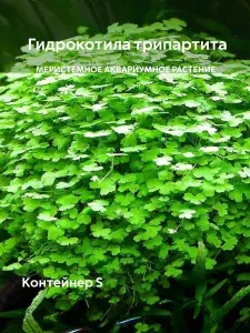 Меристемное аквариумное растение Гидрокотила трипартита (Hydrocotyle tripartita), S