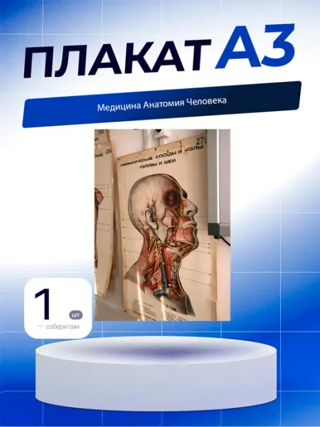Постер Медицина Анатомия Человека. А3 (29,7х42см)