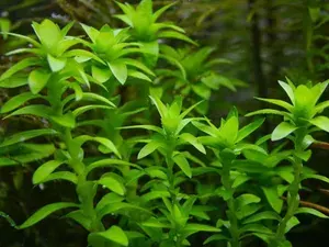Тонина речная (Tonina fluviatilis). Живое растение для аквариума