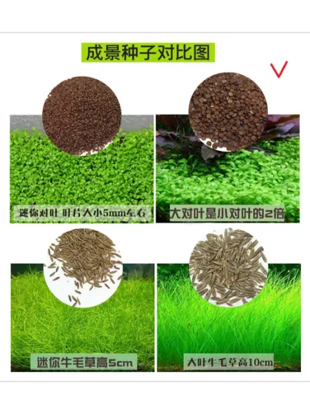 Семена растений для аквариума "Glossostigma elatinoides" АКУЛИЙ БАРБУС