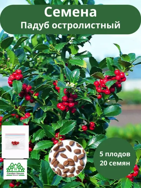 Семена Падуб остролистный Ауреа Маргината Илекс 20 шт