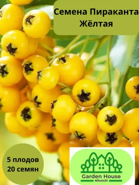 Семена Пираканта гибридная желтая 20 штук