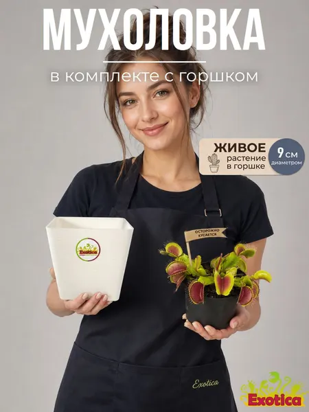 Венерина Мухоловка, Дионея и пластиковый горшок 1л для хищных растений