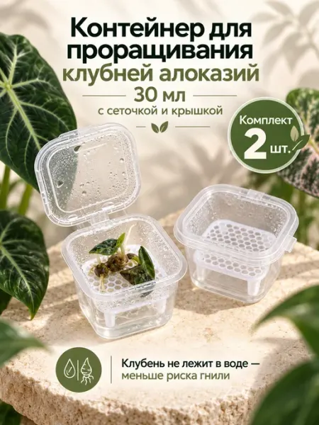 Контейнер для клубней алоказий квадратный (2 шт.)