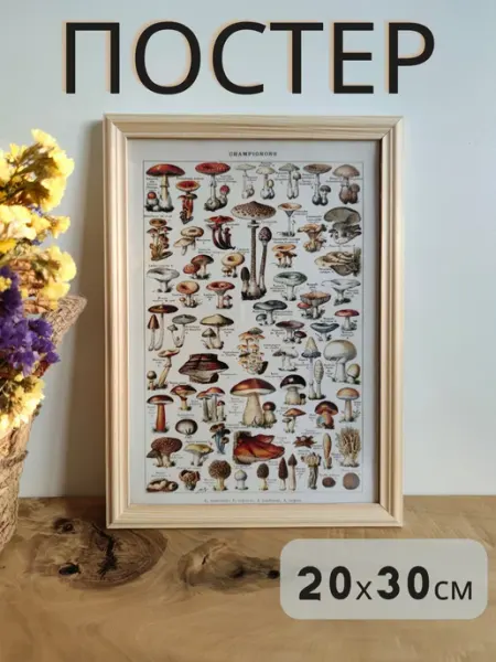 Постер на стену плакат интерьерный Грибы 20х30 см LOVELY HOME STORE