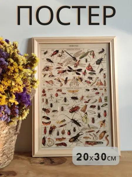 Постер на стену плакат интерьерный Насекомые 20х30 см LOVELY HOME STORE