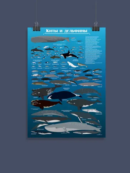 Постер «Киты и дельфины» 50х70 OQprint