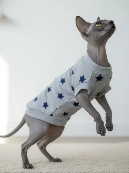 Одежда для кошек TimkyBone