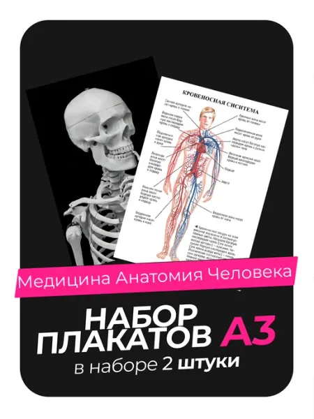 Постеры с Медициной и анатомией человека. 2 штуки KONNESSI