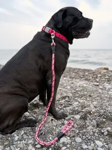 Поводок водилка для собак Japan Premium Pet прочный со стоппером на карабине, цвет нежно-пурпурный.